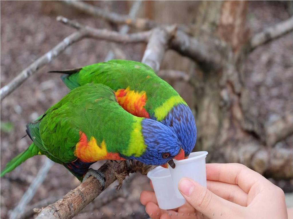 101PARC AUX OISEAUX DANS L AIN 2016 3_000052.jpg
